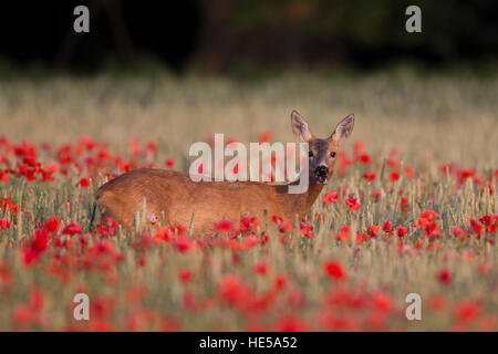 Rehe Capreolus Capreolus in einem Mohnfeld Stockfoto