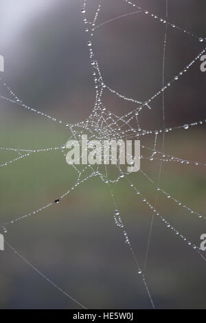 Tolworth, Surrey, UK. 17. Dezember 2016. UK-Wetter: Neblig Tag in Tolworth. Wassertropfen auf einem Spinnennetz, an einem feuchten Tag in Tolworth Court Farm Nature Reserve. © Julia Gavin UK/Alamy Live-Nachrichten Stockfoto