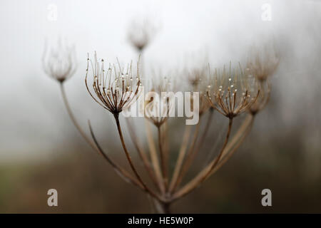 Tolworth, Surrey, UK. 17. Dezember 2016. UK-Wetter: Neblig Tag in Tolworth. Wassertropfen auf einem Seedhead an einem feuchten Tag in Tolworth Court Farm Nature Reserve. © Julia Gavin UK/Alamy Live-Nachrichten Stockfoto