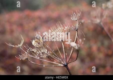 Tolworth, Surrey, UK. 17. Dezember 2016. UK-Wetter: Neblig Tag in Tolworth. Wassertropfen auf einem Seedhead an einem feuchten Tag in Tolworth Court Farm Nature Reserve. © Julia Gavin UK/Alamy Live-Nachrichten Stockfoto