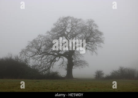 Tolworth, Surrey, UK. 17. Dezember 2016. UK-Wetter: Neblig Tag in Tolworth. Eiche Baum im Nebel an einem grau und trübe Tag in Tolworth Court Farm Nature Reserve. © Julia Gavin UK/Alamy Live-Nachrichten Stockfoto