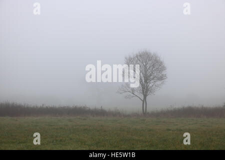 Tolworth, Surrey, UK. 17. Dezember 2016. UK-Wetter: Neblig Tag in Tolworth. Einen nebligen und trüben Tag im Tolworth Court Farm Nature Reserve. © Julia Gavin UK/Alamy Live-Nachrichten Stockfoto