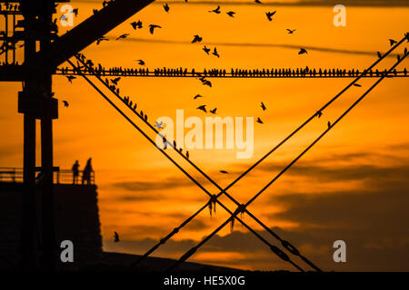 Aberystwyth Wales UK, Samstag, 17. Dezember 2016 UK Wetter: im goldenen Sonnenuntergang am Ende einen klaren und kalten Dezemberabend, zig Tausende von Staren Abstieg zum Publikum zusammen und Schlafplatz sicher für die Nacht auf dem Gusseisen Beine unter Aberystwyths viktorianischen Seestadt Pier © Keith Morris Foto / Alamy Live News Stockfoto