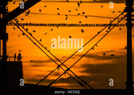 Aberystwyth Wales UK, Samstag, 17. Dezember 2016 UK Wetter: im goldenen Sonnenuntergang am Ende einen klaren und kalten Dezemberabend, zig Tausende von Staren Abstieg zum Publikum zusammen und Schlafplatz sicher für die Nacht auf dem Gusseisen Beine unter Aberystwyths viktorianischen Seestadt Pier © Keith Morris Foto / Alamy Live News Stockfoto