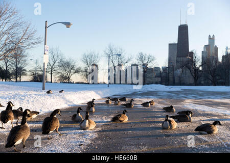 Chicago, USA. 18. Dezember 2016. Kanadische Gänse ruhen auf der vereisten Küste des Lake Michigan in Chicago, USA, am 18. Dezember 2016. Chicagos höchste Temperatur am Sonntag lag bei minus 11 Grad Celsius und die niedrigste bei minus 23. © Ting Shen/Xinhua/Alamy Live-Nachrichten Stockfoto