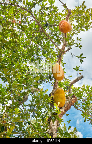 Jackfrucht wächst auf dem Grab von Minh Mang, Hue, Vietnam. Wissenschaftlicher Name: Artocarpus Heterophylla. Stockfoto