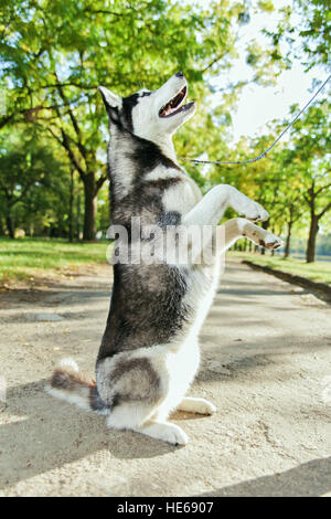 Die grauen husky Hund stehend auf zwei Beinen Stockfoto