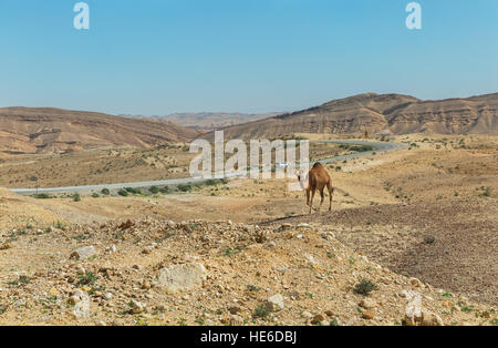Kamel und der Straße in der Wüste Negev, Israel Stockfoto