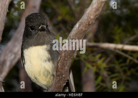 New Zealand Robins sind endemisch und Leben in natürlichen Wäldern wie hier um charmante Creek Coal Mine in der Nähe von Seddonville. Stockfoto