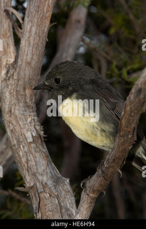 New Zealand Robins sind endemisch und Leben in natürlichen Wäldern wie hier um charmante Creek Coal Mine in der Nähe von Seddonville. Stockfoto