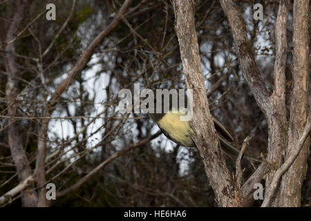 New Zealand Robins sind endemisch und Leben in natürlichen Wäldern wie hier um charmante Creek Coal Mine in der Nähe von Seddonville. Stockfoto