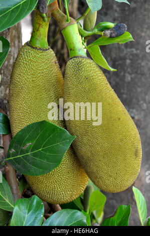 Jackfruit Baum in Kerala, Indien Stockfoto