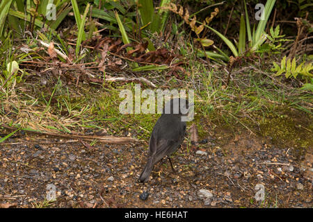 New Zealand Robins sind endemisch und Leben in natürlichen Wäldern wie hier um charmante Creek Coal Mine in der Nähe von Seddonville. Stockfoto