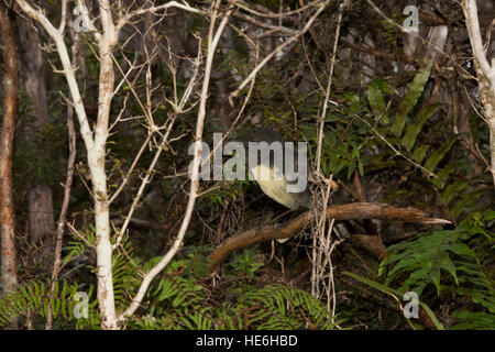 New Zealand Robins sind endemisch und Leben in natürlichen Wäldern wie hier um charmante Creek Coal Mine in der Nähe von Seddonville. Stockfoto