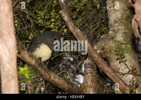 New Zealand Robins sind endemisch und Leben in natürlichen Wäldern wie hier um charmante Creek Coal Mine in der Nähe von Seddonville. Stockfoto