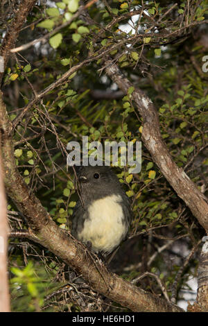 New Zealand Robins sind endemisch und Leben in natürlichen Wäldern wie hier um charmante Creek Coal Mine in der Nähe von Seddonville. Stockfoto