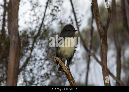 New Zealand Robins sind endemisch und Leben in natürlichen Wäldern wie hier um charmante Creek Coal Mine in der Nähe von Seddonville. Stockfoto