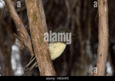 New Zealand Robins sind endemisch und Leben in natürlichen Wäldern wie hier um charmante Creek Coal Mine in der Nähe von Seddonville. Stockfoto