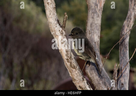 New Zealand Robins sind endemisch und Leben in natürlichen Wäldern wie hier um charmante Creek Coal Mine in der Nähe von Seddonville. Stockfoto