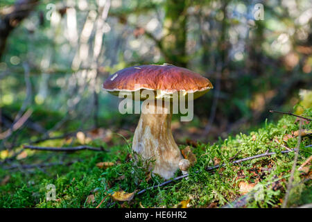 Pilz - Boletus Edulis (Penny Bun) Stockfoto