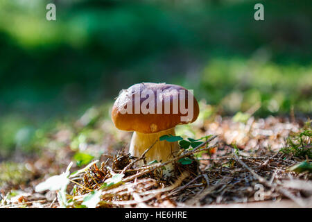 Pilz - Boletus Edulis (Penny Bun) Stockfoto