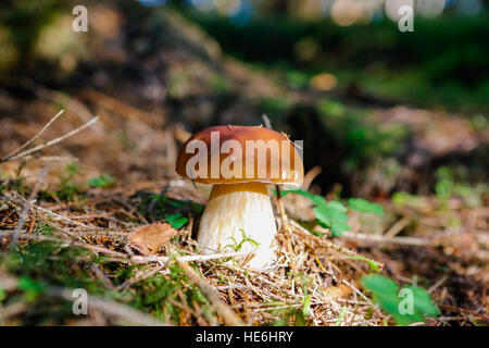 Pilz - Boletus Edulis (Penny Bun) Stockfoto