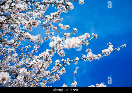 Blüte, Frucht-Äste und blauer Himmel Stockfoto