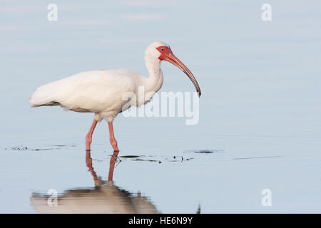 American White Ibis (Eudocimus Albus) auf Nahrungssuche im Wasser, Curry Hängematte State Park, Florida, USA Stockfoto