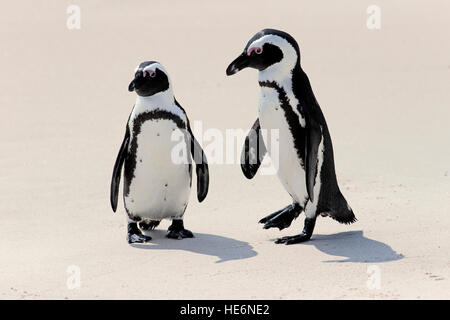 Jackass Penguin, (Spheniscus Demersus), erwachsenes paar am Strand, Felsen, Simons Town, Südafrika Stockfoto