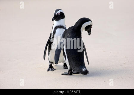 Jackass Penguin, (Spheniscus Demersus), erwachsenes paar am Strand, Felsen, Simons Town, Südafrika Stockfoto