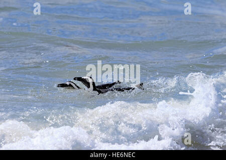 Jackass Penguin, (Spheniscus Demersus), erwachsenes paar schwimmen, Felsbrocken, Simons Town, Südafrika Stockfoto