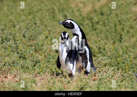 Jackass Pinguin (Spheniscus Demersus), erwachsenes paar, Felsbrocken, Simons Town, Südafrika Stockfoto