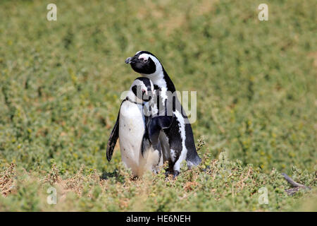 Jackass Pinguin (Spheniscus Demersus), erwachsenes paar, Felsbrocken, Simons Town, Südafrika Stockfoto