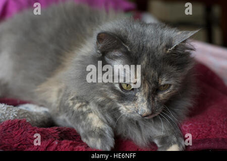 Graue Katze drinnen ruhen Stockfoto