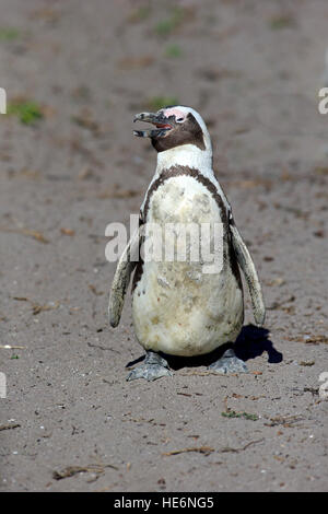 Jackass Penguin, (Spheniscus Demersus), Erwachsene mit der Aufforderung, Felsbrocken, Simons Town, Western Cape, Südafrika, Afrika Stockfoto