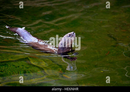 Gefleckte Necked Otter, (Lutra Maculicollis), Erwachsene, in Wasser, Eastern Cape, Südafrika, Afrika Stockfoto