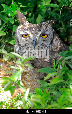 Uhu (Bubo Africanus), gesichtet Erwachsene Porträt, Western Cape, Südafrika, Afrika Stockfoto