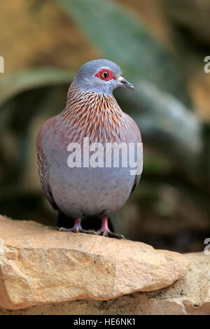 Rock Taube (Columba Guinea), gesprenkelte Taube, Erwachsene auf Felsen, Simonstown, Western Cape, South Africa, Africa Stockfoto