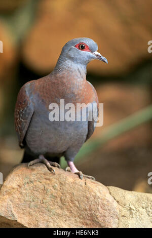 Rock Taube (Columba Guinea), gesprenkelte Taube, Erwachsene auf Felsen, Simonstown, Western Cape, South Africa, Africa Stockfoto