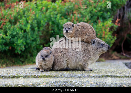 Rock Klippschliefer (Procavia Capensis), Mütter mit jungen, Bettys Bay, Western Cape, Südafrika, Afrika Stockfoto