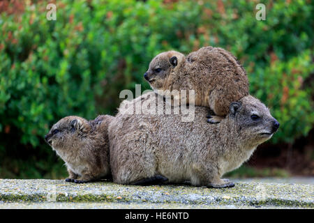 Rock Klippschliefer (Procavia Capensis), Mütter mit jungen, Bettys Bay, Western Cape, Südafrika, Afrika Stockfoto