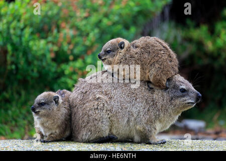 Rock Klippschliefer (Procavia Capensis), Mütter mit jungen, Bettys Bay, Western Cape, Südafrika, Afrika Stockfoto