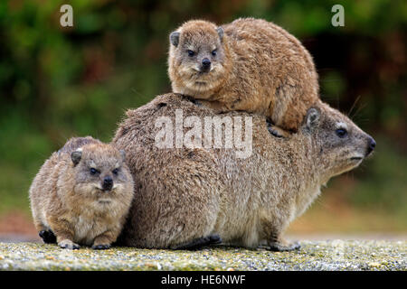 Rock Klippschliefer (Procavia Capensis), Mütter mit jungen, Bettys Bay, Western Cape, Südafrika, Afrika Stockfoto