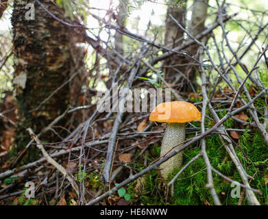 Pilz - Leccinum Aurantiacum (rot-capped Scaber Stiel) Stockfoto