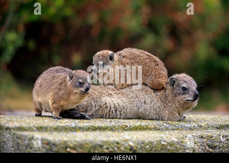 Rock Klippschliefer (Procavia Capensis), Mütter mit jungen, Bettys Bay, Western Cape, Südafrika, Afrika Stockfoto