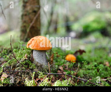 Pilz - Leccinum Aurantiacum (rot-capped Scaber Stiel) Stockfoto