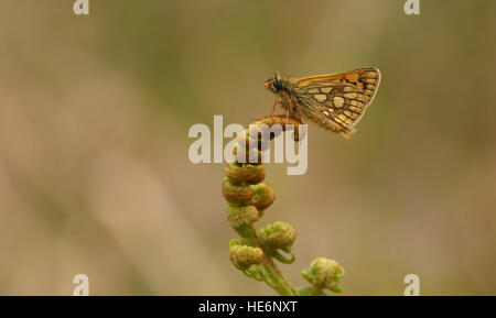 Eine seltene Chequered Skipper Butterfly (Carterocephalus Palaemon) beschränkt sich auf Nordwest-Schottland, Bracken gehockt. Stockfoto