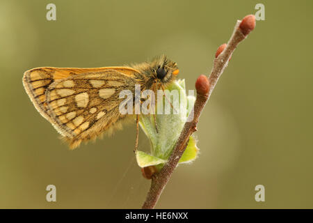 Eine seltene Chequered Skipper Butterfly (Carterocephalus Palaemon) beschränkt sich auf Nordwest-Schottland, thront auf einem Zweig. Stockfoto