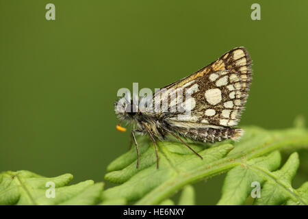 Eine seltene Chequered Skipper Butterfly (Carterocephalus Palaemon) beschränkt sich auf Nordwest-Schottland, Bracken gehockt. Stockfoto