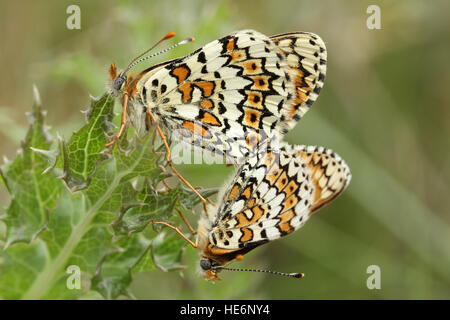 Seltene Paarung zweier Glanville Fritillary Schmetterlinge (Melitaea Cinxia) auf Festland Großbritannien gefunden. Stockfoto